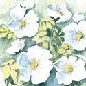 Heckenrosen